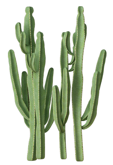Cactus-1922-1